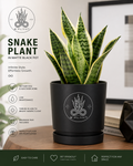 Snake Plant